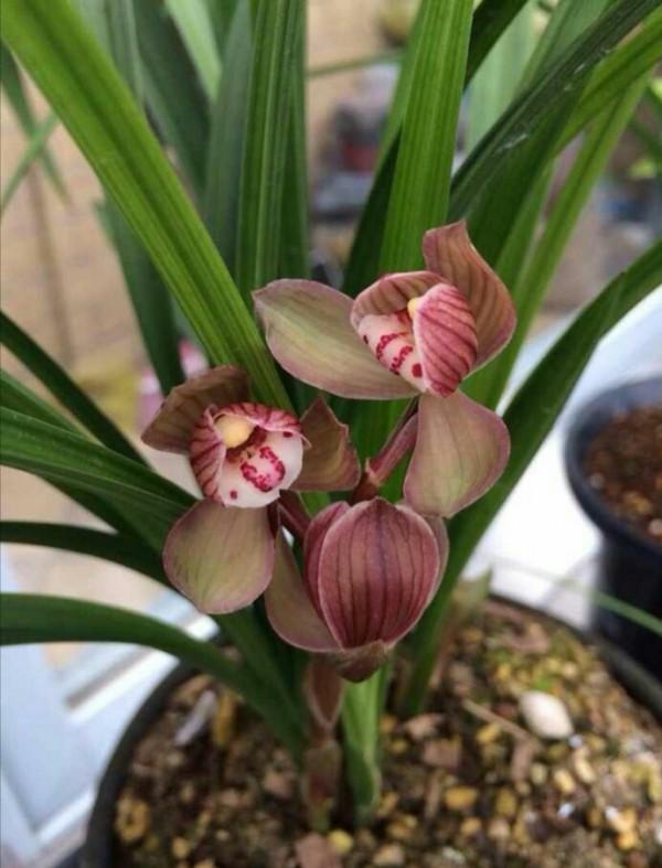 五年前，他拿三苗極品蘭花換了一件古董，後來經過鑑定居然是假貨