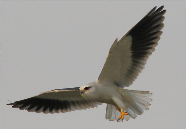 東江攬勝:收集常見鳥類圖譜之猛禽篇,攝鳥人自留地,建議收藏 東江攬勝:收集常見鳥類圖譜之猛禽篇,攝鳥人自留地,建議收藏