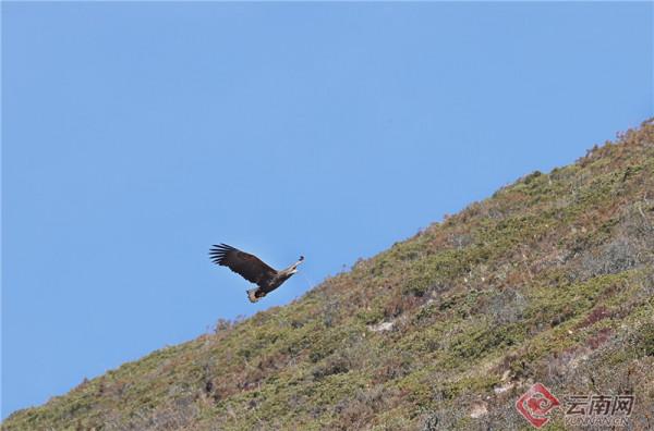 「高畫質大圖」罕見！納帕海出現5種一級保護鳥類