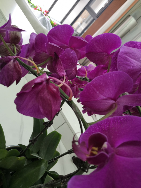 6種結婚用的手捧花，為了自己心愛的人，也要浪漫一回