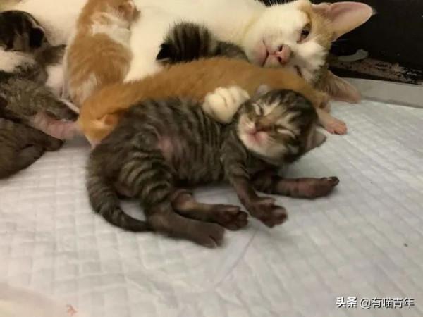 “喜當爹!好傢伙生了8只小奶貓!” “喜當爹!好傢伙生了8只小奶貓!”