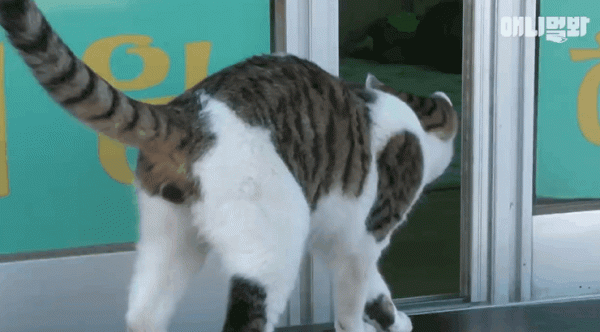 原來貓咪在動物界這麼不受歡迎,大家都不喜歡它 原來貓咪在動物界這麼不受歡迎,大家都不喜歡它