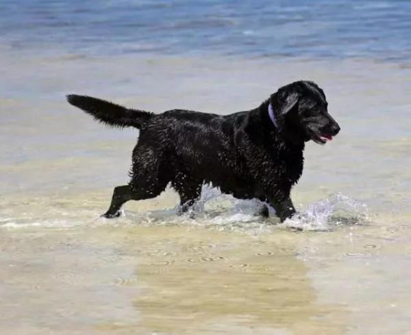 伯父收留流浪的大黑狗，還說它是所見最仁義、最聽話、最勇猛的狗