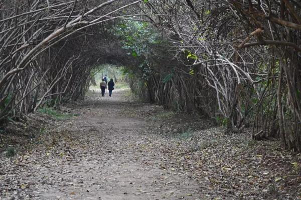 &OpenCurlyDoubleQuote;愛情隧道&rdquo;中山植物園