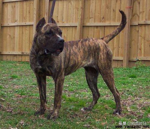 盤點世界上兇猛的十種狗，日本土佐犬上榜，藏獒排名第二