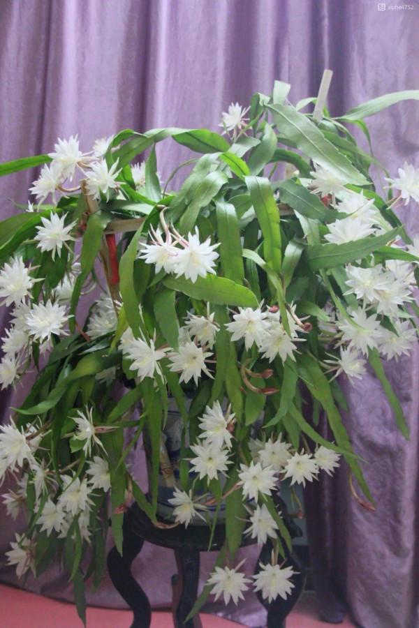 1種花就愛夜裡開,養好能開上百朵花,滿屋清香真過癮 1種花就愛夜裡開,養好能開上百朵花,滿屋清香真過癮