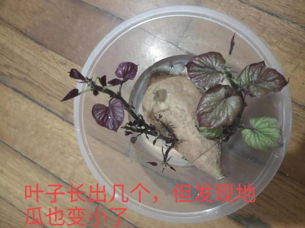 這個地瓜悄悄發芽了，我準備當花養了