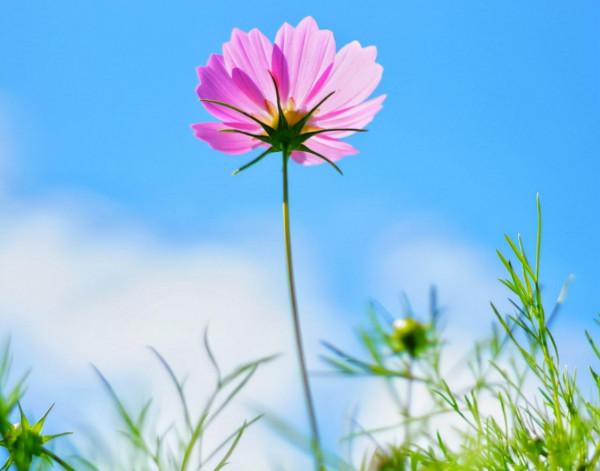 12月下旬，4個星座，為人細心，做事謹慎，用細節收穫成功