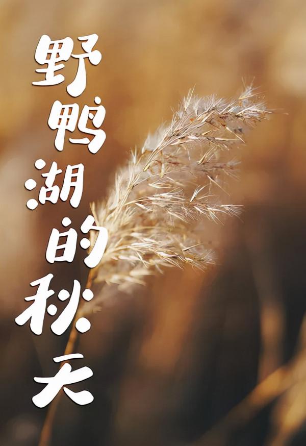 開啟“雲”賞秋之旅｜野鴨湖的秋