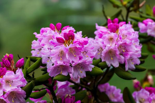 極具悲涼色彩的十大名花——植物非試管高效快繁杜鵑