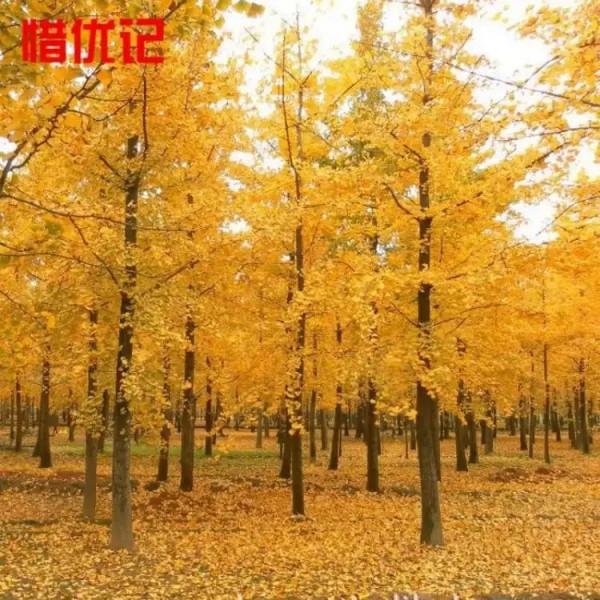 七律•銀杏樹題詠(平水韻,押七陽韻) 七律•銀杏樹題詠(平水韻,押七陽韻)