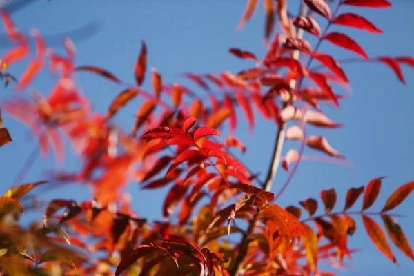 美成故事！這條路用紅、黃、藍三色驚豔了冬日時光