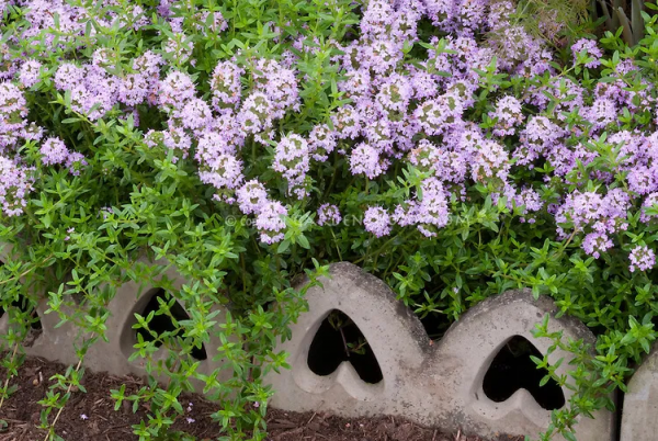 7種最好用的地被植物：豐富花境花園色彩，控制雜草