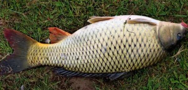 冬季大溫差的晴天如何釣大鯉魚？