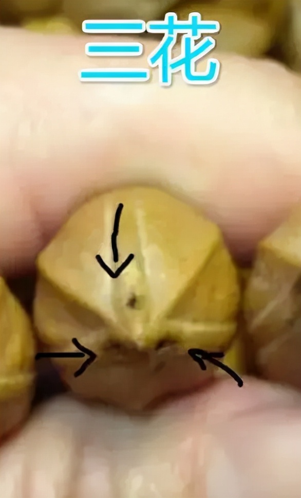 最珍貴的橄欖核 最珍貴的橄欖核