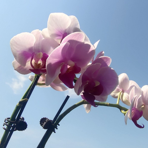 喬遷宴不知道送啥？選擇這5種花，好養好看好寓意