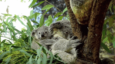 倒黴的考拉的一生:小時候吃屎,長大中毒 倒黴的考拉的一生:小時候吃屎,長大中毒