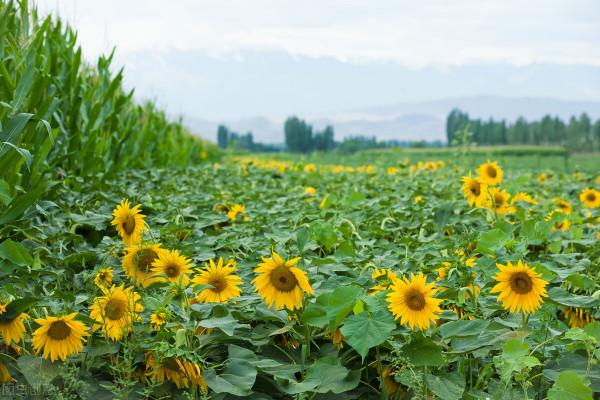 新疆太美了 新疆太美了