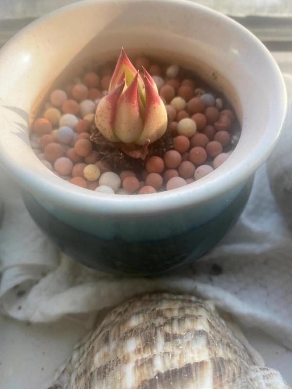 我可愛的多肉們完美度夏