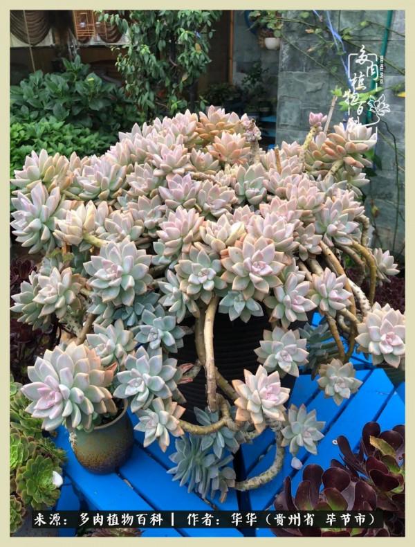 我的造園之夢：鮮花、多肉、錦鯉，這才是樓頂花園該有的樣子