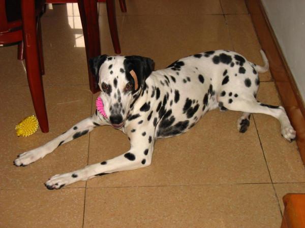 我作為一個非常愛狗的人,為什麼再也不養狗了 我作為一個非常愛狗的人,為什麼再也不養狗了