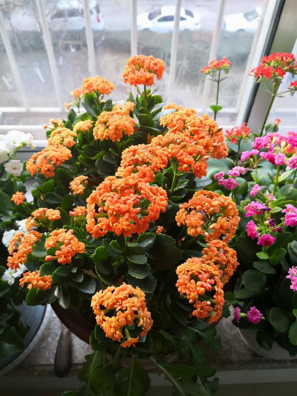 七大“美麗花”,冷天不能多澆水,多曬“少管”更健壯 七大“美麗花”,冷天不能多澆水,多曬“少管”更健壯