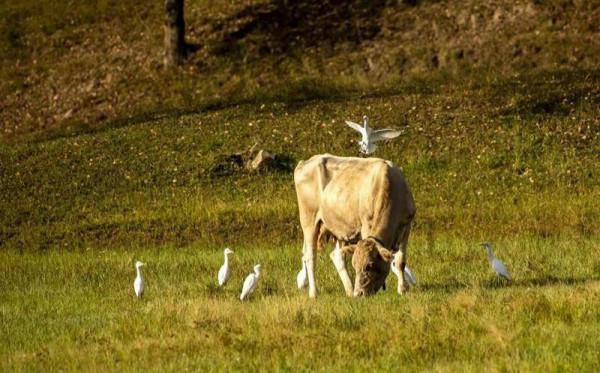 阜新境內首次發現牛背鷺