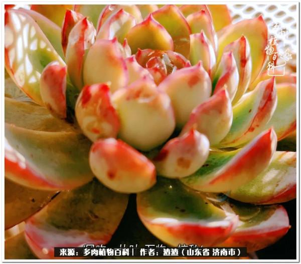 一個不稱職90後的闡述：何以解憂？唯有多肉