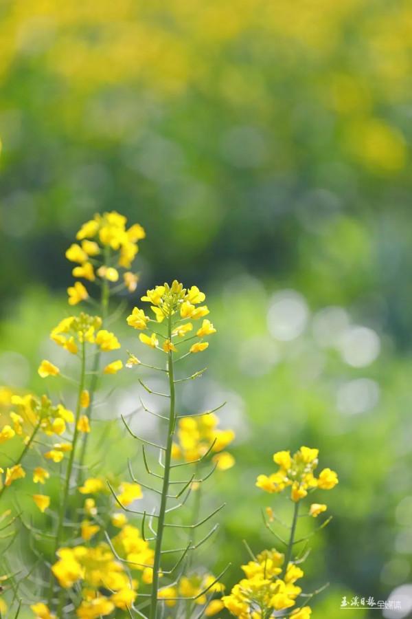 今天，宜到玉溪的油菜花田感受春天