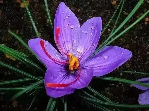 世界金獎醉美的花卉