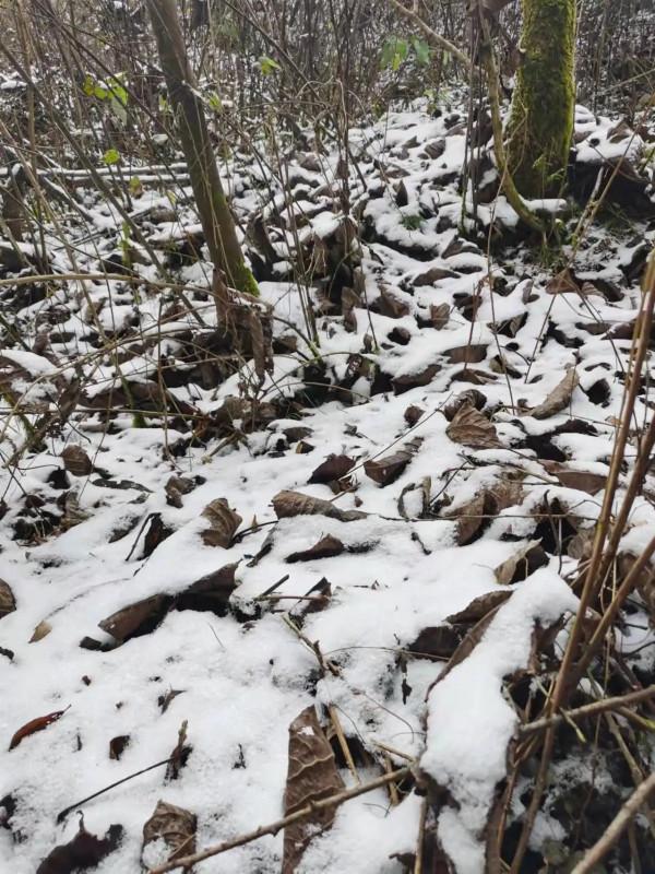 元旦北川行（詩2首）