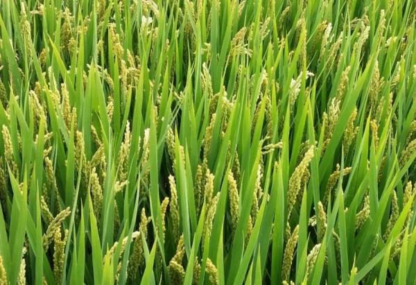 優質高產粳稻南粳9108,超級稻的產量,食味品質極佳,有香味 優質高產粳稻南粳9108,超級稻的產量,食味品質極佳,有香味