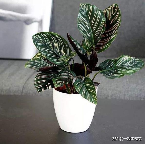 這些花好看不好養，年年都買樂此不疲，總有一種是你入坑的