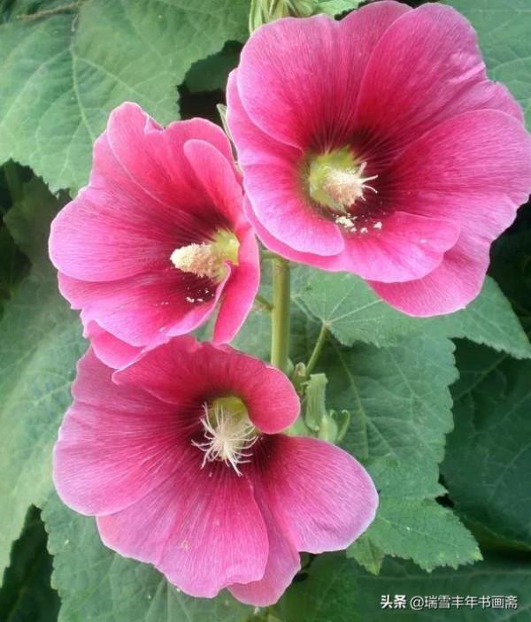 請欣賞四川名花蜀葵啊