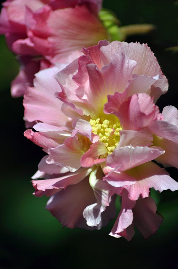 5種秋冬“休眠”花，別老澆水，爛根還容易凍壞