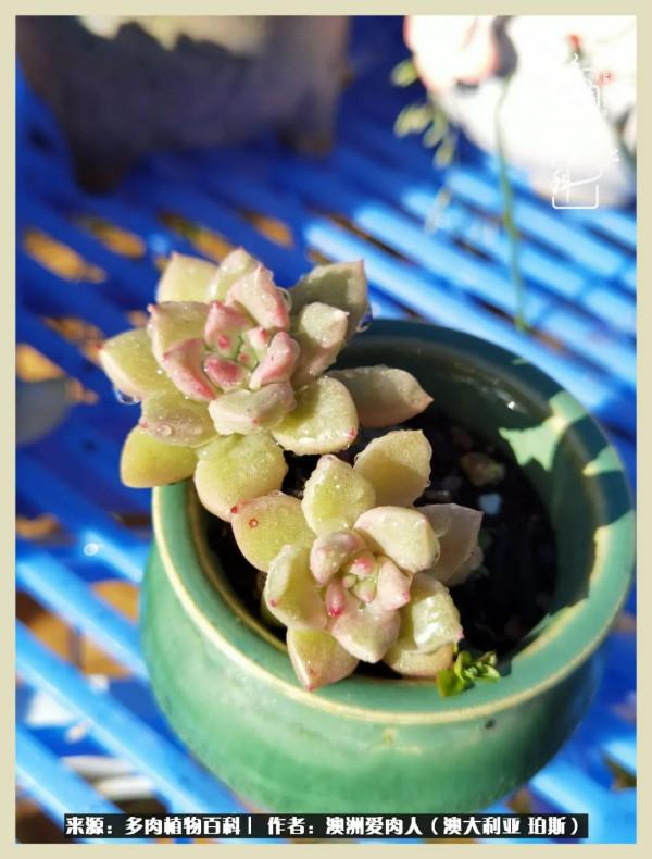 多肉變胖純屬正常,我的變胖卻是工傷 多肉變胖純屬正常,我的變胖卻是工傷