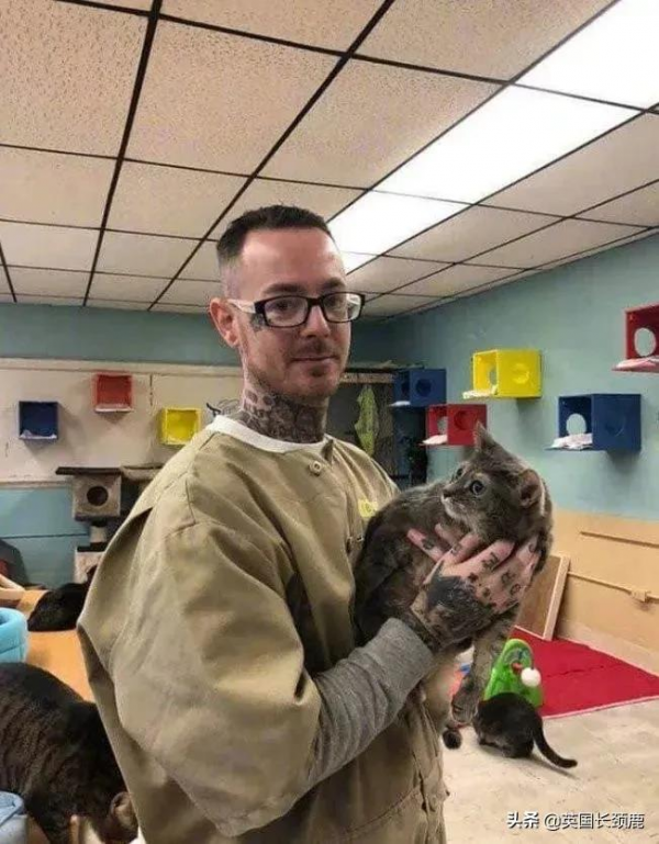 羊駝可以治療焦慮症？英國各地的動物解壓法真的可行