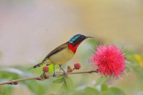 分享圖片,色彩斑斕,美麗無比的太陽鳥 分享圖片,色彩斑斕,美麗無比的太陽鳥