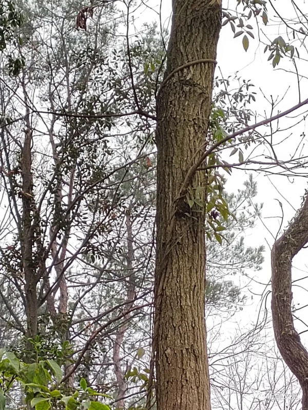 積極抗寒保暖健身，就能像樹一樣向上生長