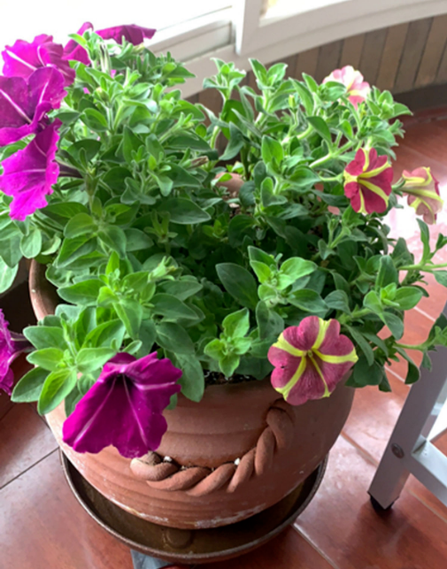 想在家賞牽牛，試試矮牽牛，盆栽簡單花樣多