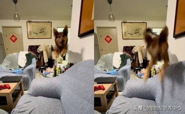 在家陪狗狗消耗體能，自己卻差點被撞飛，主人：就挺突然的...