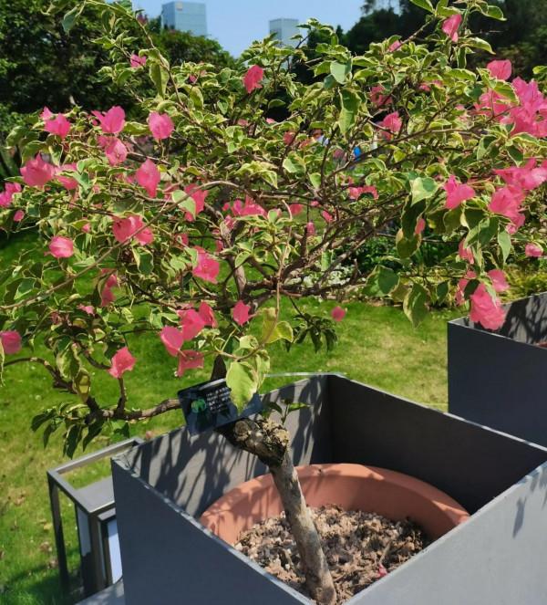 觀賞精品杜鵑 觀賞精品杜鵑