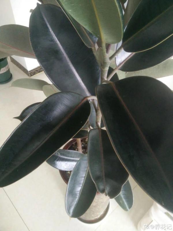 10種花得窮養,盆越小、水越少,越長得旺 10種花得窮養,盆越小、水越少,越長得旺