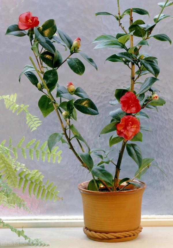 茶花有&OpenCurlyDoubleQuote;5怕&rdquo;，避開了葉子油亮，花朵鮮豔