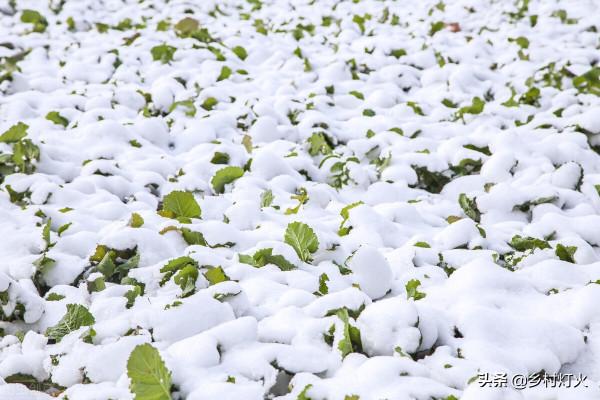 什麼是“雙拉尼娜年”？最冷會是在幾月？會對農業生產造成影響嗎