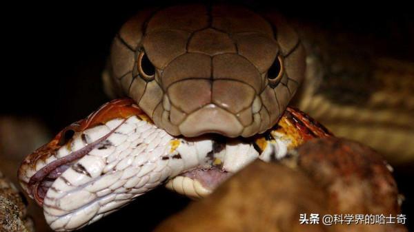 “行走的夜視儀”，動物的夜視能力有多強？人類為何不具備？