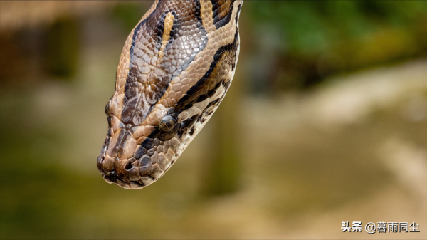 野外如何避免被蛇咬傷，揹包客都應該知道如何處理蛇咬傷的常識