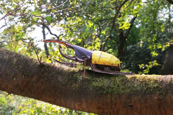 穿過密林，渡過小溪，美洲雨林兄弟的叢林好奇之旅