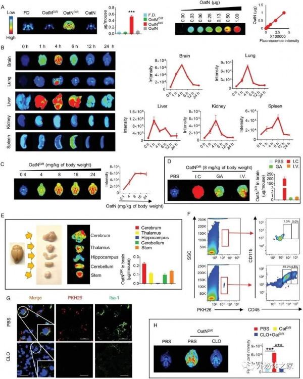 腦科學日報：是貓還是狗？研究揭示人腦對物體分類的編碼機制