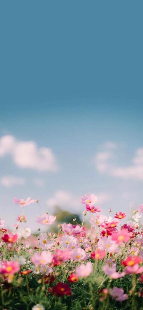 iPhone全屏超清桌布